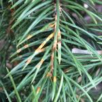 Swollen and rupturing lesions on one-year-old blue spruce (Picea pungens) needles infected by Chrysomyxa weirii