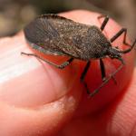Squash bug adult. Photo: Ruth Hazzard, Univ. of Massachusetts