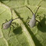 Squash bug nymphs. Photo: Ruth Hazzard, Univ. of Massachusetts
