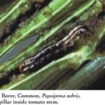Stalk Borer, Common, Papaipema nebris