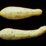 Scab lesions on summer squash fruit. Photo: R. L. Wick