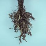 Galls caused by root knot nematodes on chard roots. Photo: R. L. Wick