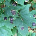 Fig. 3: Tar spot of Norway maple (Acer platanoides) caused by Rhytisma acerinum.