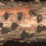 Black-colored fruiting bodies (perithecia) of Thyronectria austroamericana on honeylocust (Gleditsia triacanthos). Photo by N. Brazee  