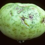 Bacterial speck on tomato fruit 