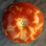 Tomato Blotchy Ripening 
