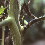 Stem canker on tomato caused by C. michiganensis. Photo: R. L. Wick