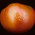 Bacterial canker symptoms on tomato fruit. Photo: R. L. Wick