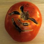 Tomato fruit cracking.