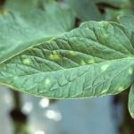 Symptoms of leaf mold on upper surface of tomato leaf.
