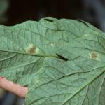 Symptoms of leaf mold on leaf underside.