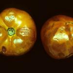 TMV infected tomato fruit. Photo: R. L. Wick