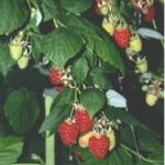 Tulameen raspberries grown in Cornell University greenhouses. Photo courtesy of Dr. Marvin Pritts.