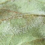 Phytophthora infestans sporulation on a tomato leaf. Photo: UMass Extension Vegetable Program