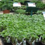 Vegetable bedding plants for retail sale