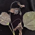 Symptoms of Venturia leaf and shoot blight on quaking aspen (Populus tremuloides). Photo by N. Brazee
