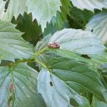 Viburnum leaf beetle adults mating. Photo: Tawny Simisky.