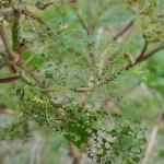Viburnum leaf beetle larvae and feeding damage. Photo: Tawny Simisky.