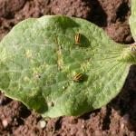 Striped cucumber beetle and early feeding damage on cucumber cotyledons. Photo: UMass Extension Vegetable Program