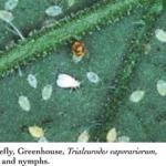 Whitefly, Greenhouse