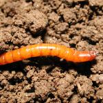 Wireworm, Melanotus spp., larva 