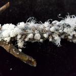 The white, woolly material produced by the woolly alder aphid (Prociphilus tessellatus) is easily spotted. (Photo credit: Tawny Simisky)