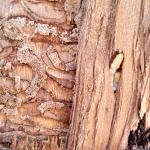 J-shaped pre-pupa found beneath the bark next to galleries from larval feeding of emerald ash borer in Worcester, MA. (Photo: Tawny Simisky)