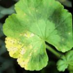 Greenhouse & Floriculture: Bacterial Blight Of Geranium | UMass Center ...