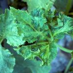 ZYMV symptoms on zucchini leaf. Photo: R. L. Wick
