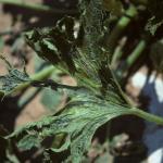 ZYMV symptoms on zucchini leaf. Photo: R. L. Wick
