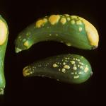 ZYMV symptoms on zucchini fruit. Photo: R. L. Wick