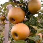 Golden Russet apples