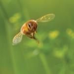 Honeybee in flight  Ben Barnhart photo