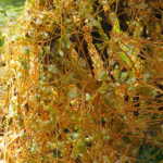 Prolific small dodder seeds spread among beds when flooding.