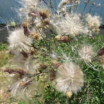  Canada thistle seeds are easily blown by wind.