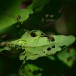 Rhinoncomimus latipes adults feed on leaves and stems, reducing plant vigor while larvae bore into stems.