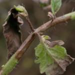 Late blight on tomato