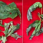Oak leaves showing damage from both the shothole leafminer and oak anthracnose. Blackened, distorted and undersized leaves are typical of oak anthracnose. (Nicholas Brazee, UMass Extension)