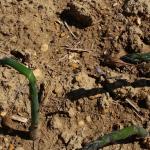 Several asparagus spears, bent over.