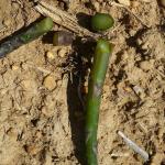 A cut asparagus spear damaged by cold temperatures, showing white discoloration inside.