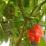 Figure 9. Ghost pepper fruit at the UMass Research Farm in 2013. (Photo by Frank Mangan)