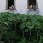 Figure 3. Collards growing outside a house in Minas Gerais, Brazil in 2015. (Photo by Franco Mangan)