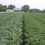 Figure 4. A field of kale on the left and collards on the right on a commercial farm in Whately Mass. in 2010. (Photo by Franco Mangan)