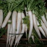 Figure 8. Daikon radishes for sale at an Asian Market in Sao Paulo Brazil in 2010, where there is a large Japanese-Brazilian population. (Photo by Franco Mangan)