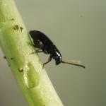 Figure 5. Crucifer flea beetle (Pbyllotreta Cruciferae. (Source: UMass Vegetable Program)
