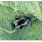 Figure 6. Striped flea beetle (Phyllotreta striolataes (Source: Cornell University)