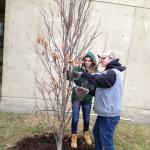 Newly Planted Tree