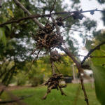 Figure 6. Hackberry witches broom caused by Eriophyid mites.