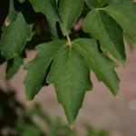 Acer griseum leaf