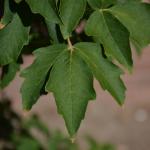 Paperbark maple leaf
